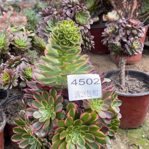 朝霞多肉多肉4502