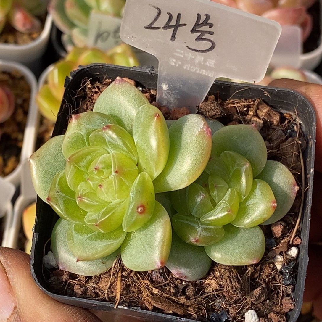 天官赐福百无禁忌