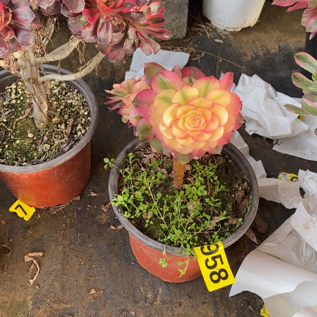 荔枝有砍多肉法师958