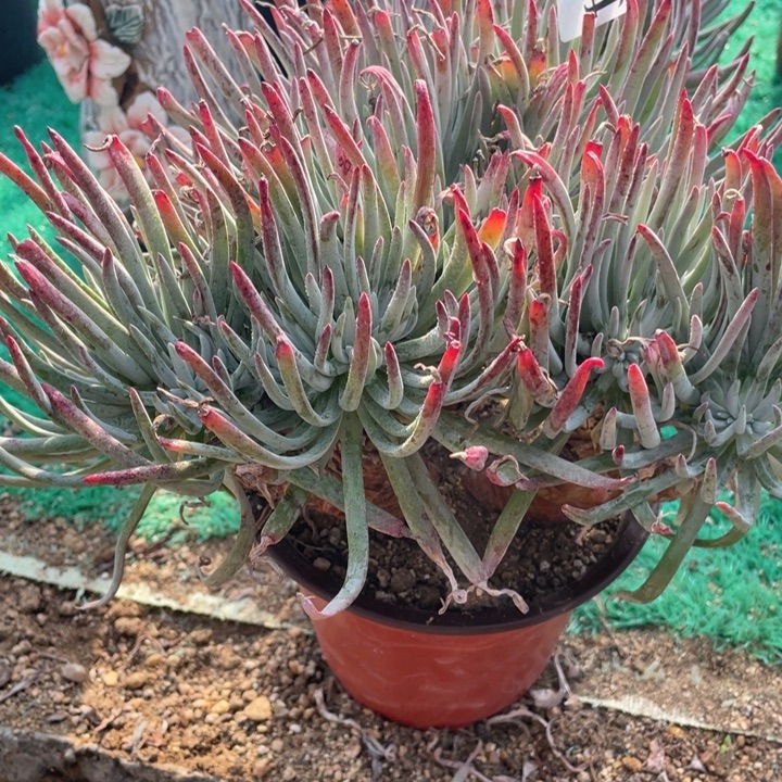 124号爱杜丽丝多肉植物