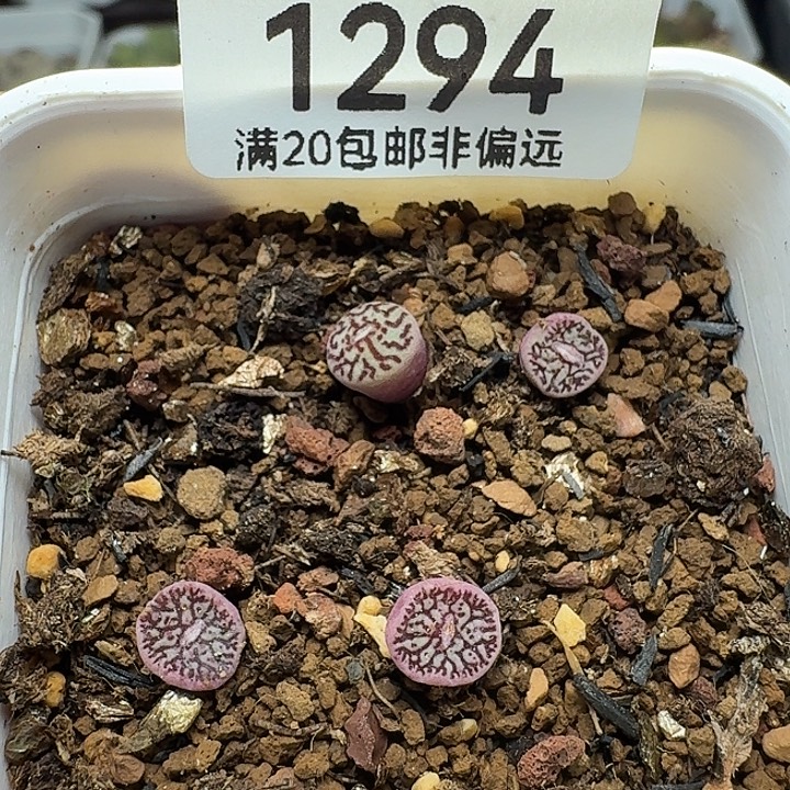 墨小锥脱土4颗。    