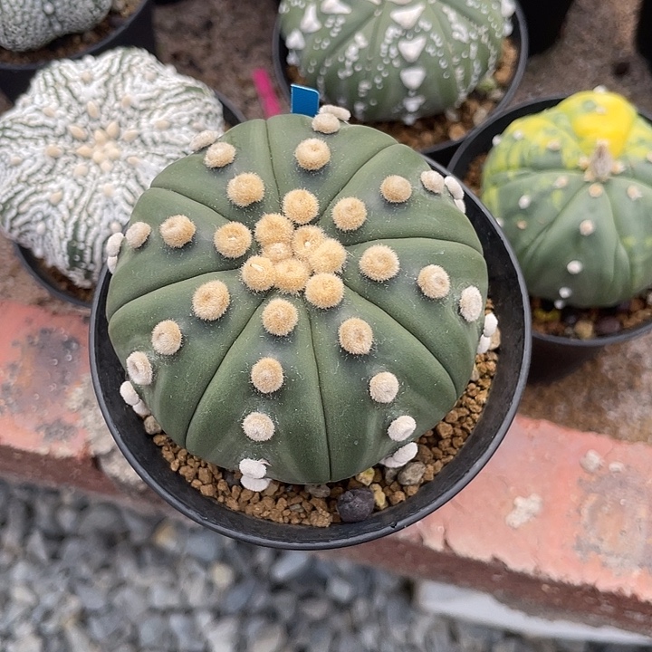 实生大尤连心琉璃兜