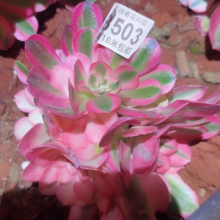 多肉法师taobaofuli