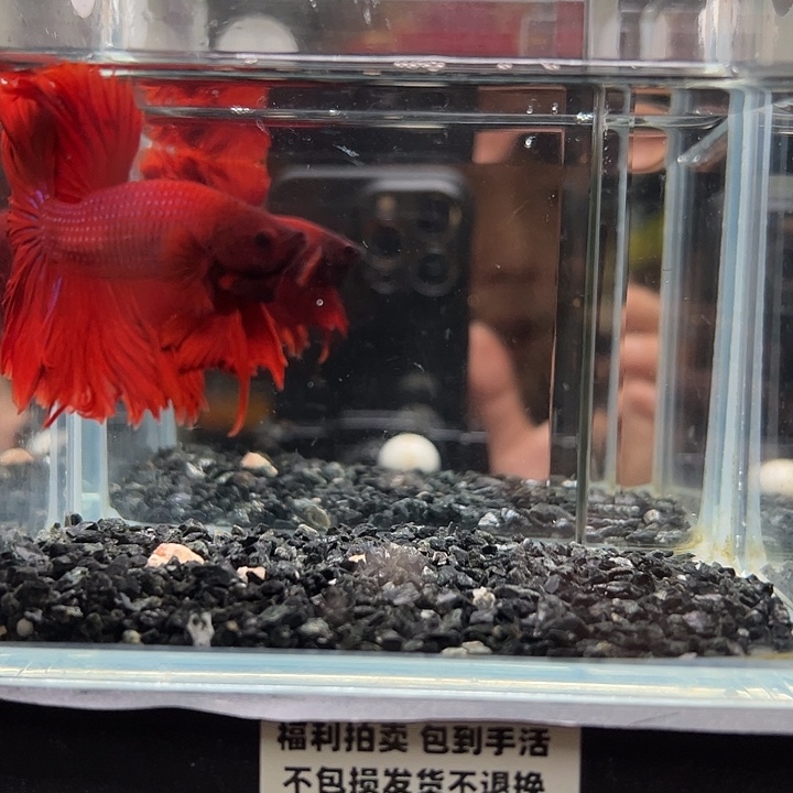 斗鱼跑单拉黑21日62