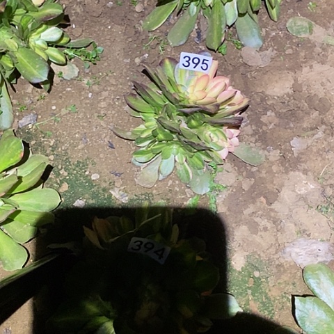 多肉植物法师395韶秀七彩