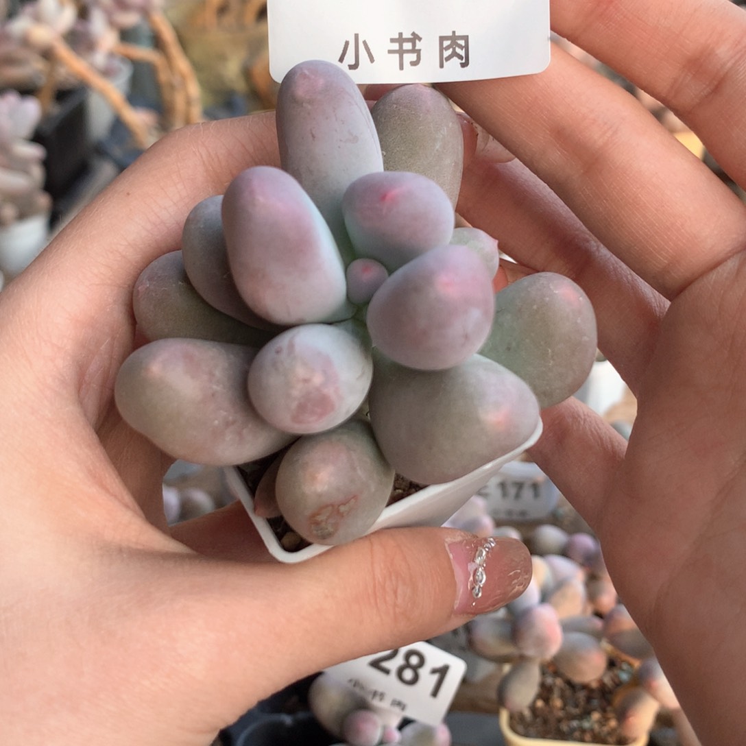 米可米可米可288