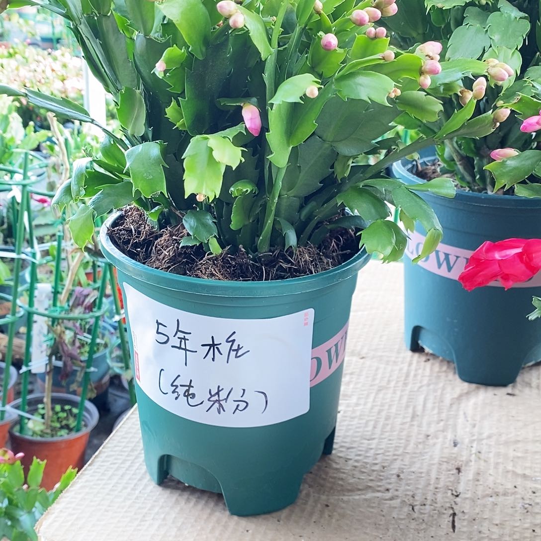 无花朵5年桩纯粉色福利