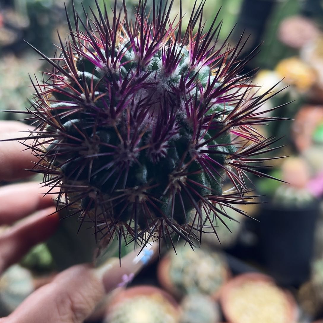 英冠仙人球111111111