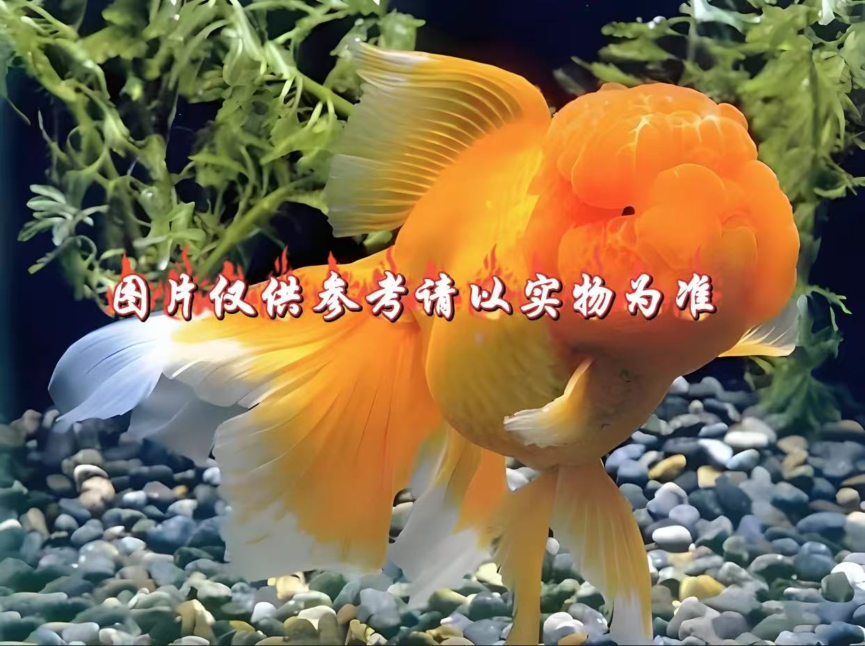 活体-精品泰狮-金鱼冷水鱼-渔场养殖耐活观赏鱼