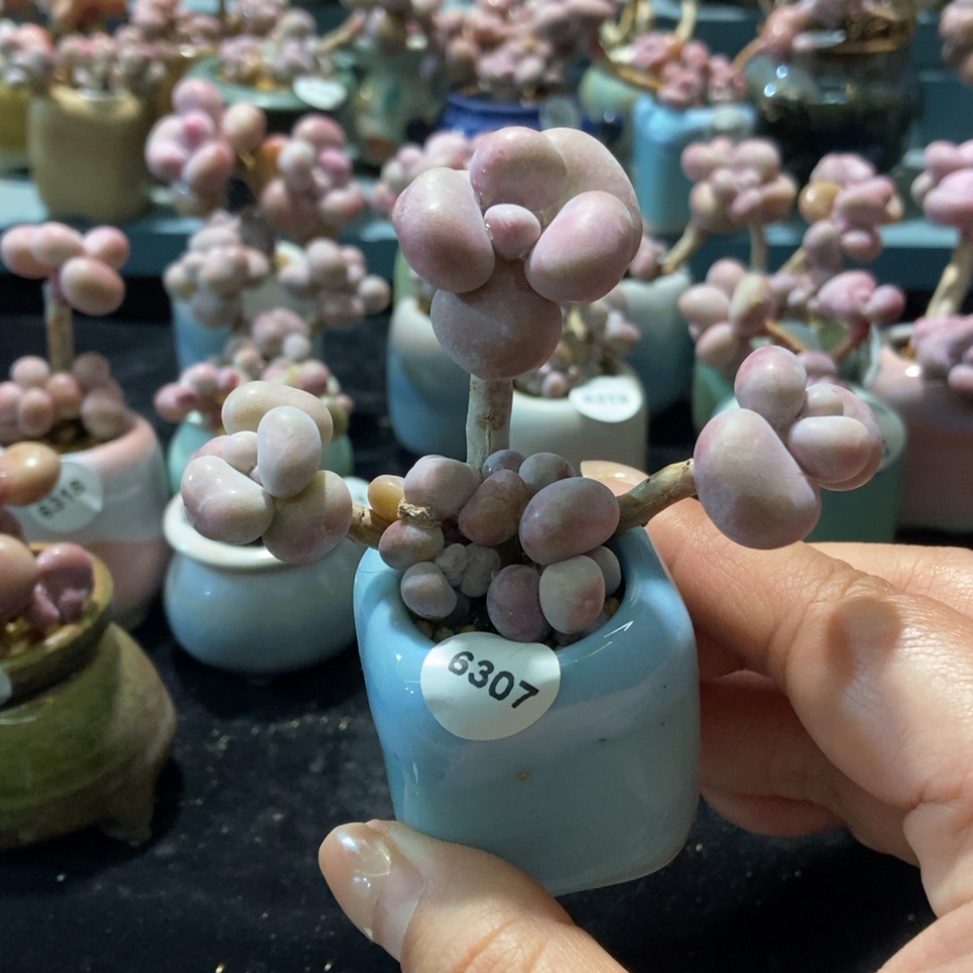 6307糖果腰子蛋带盆土