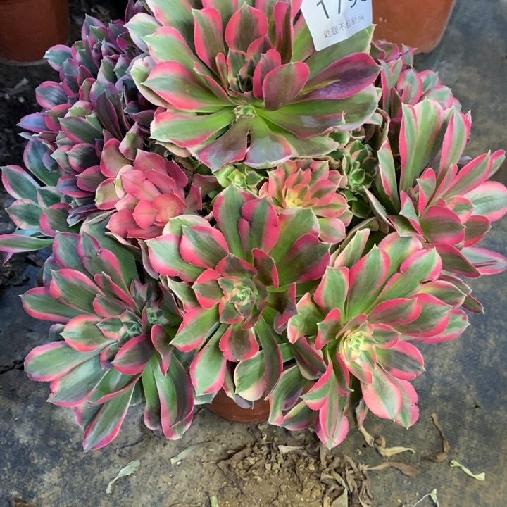 妖月多肉断头不包1798