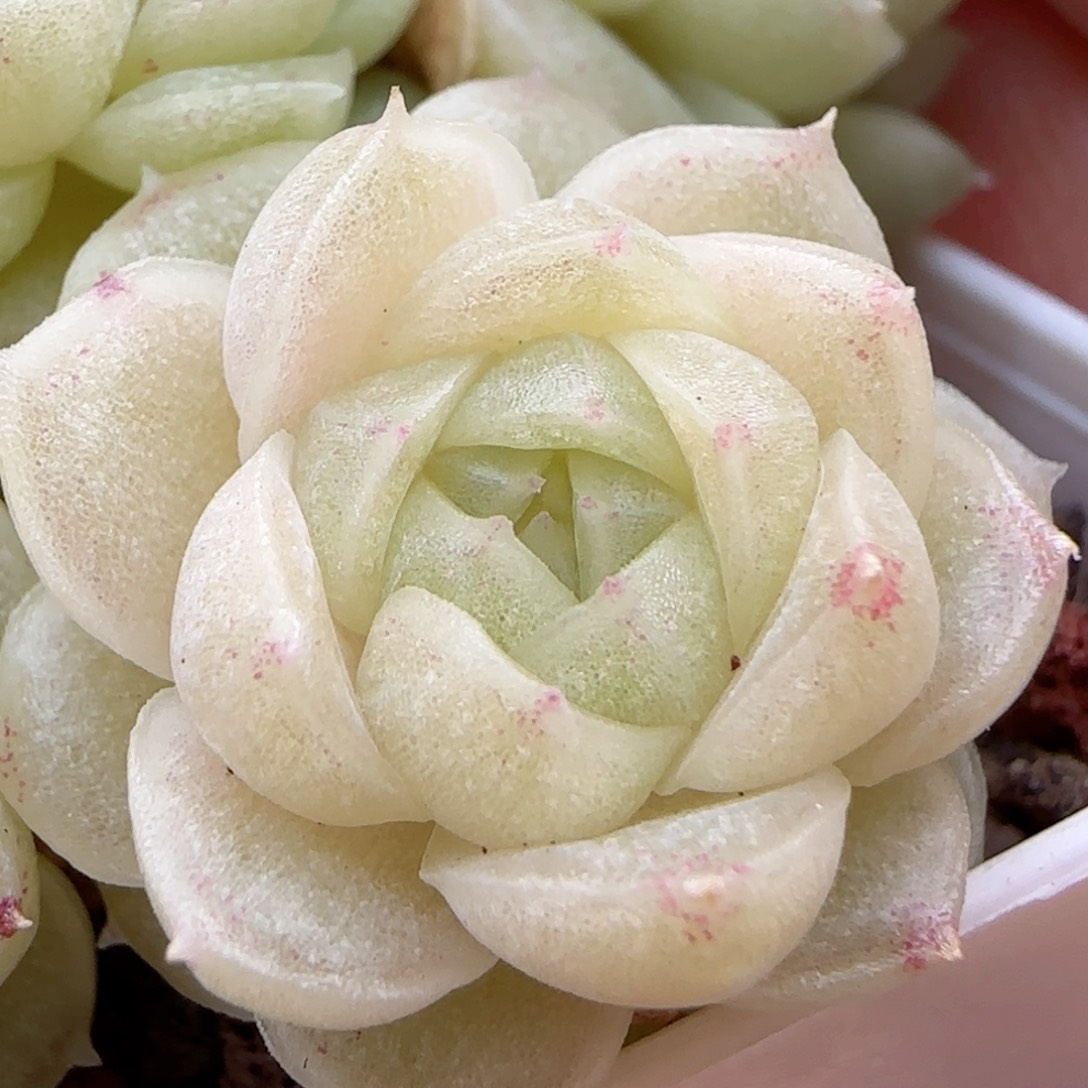 一**北【闪购商品】0117-13包子优选麦杆