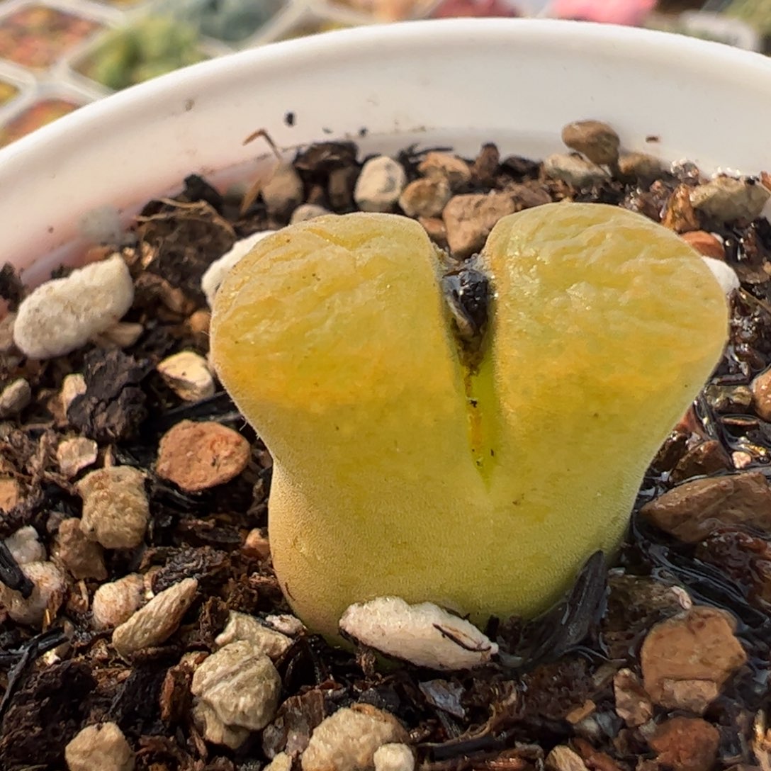 061多肉植物百科