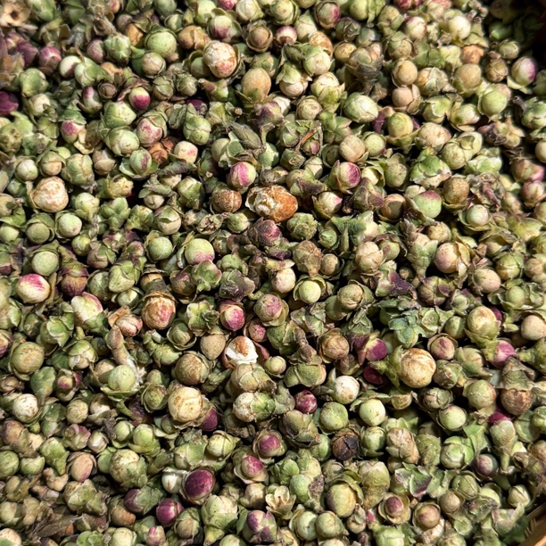 【2025年临沧市荒野茶花（冬季）】