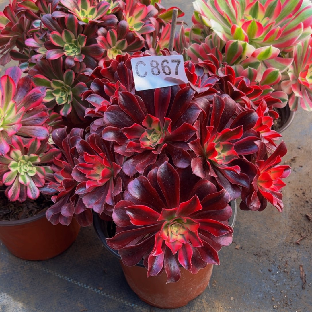 吴***芳法师多肉植物组合867