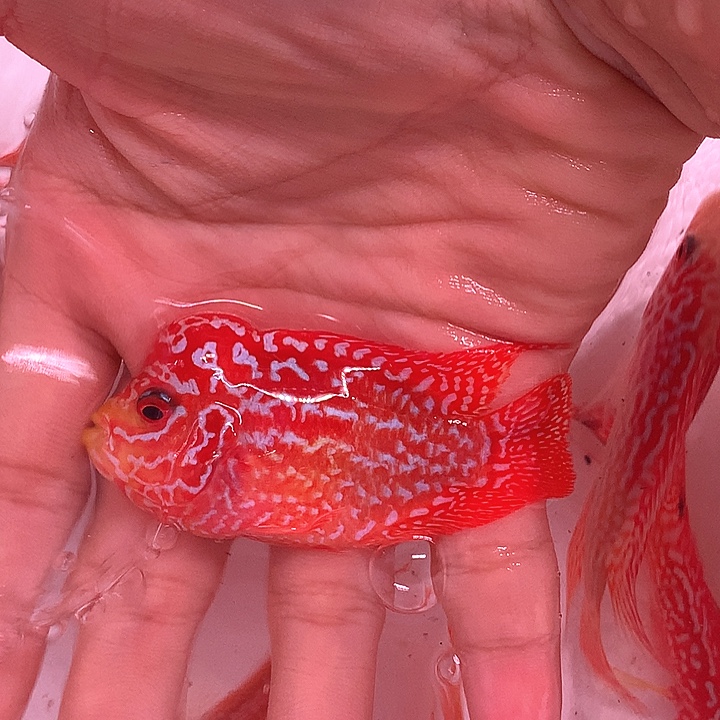 嘎***子罗汉鱼火凤凰888888888