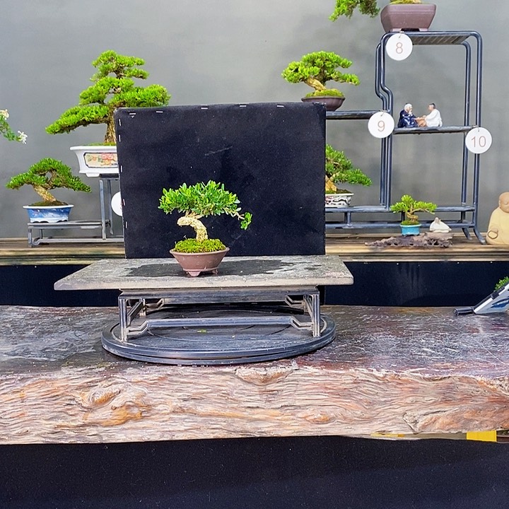 无花朵黄杨盆景四季常青不落叶