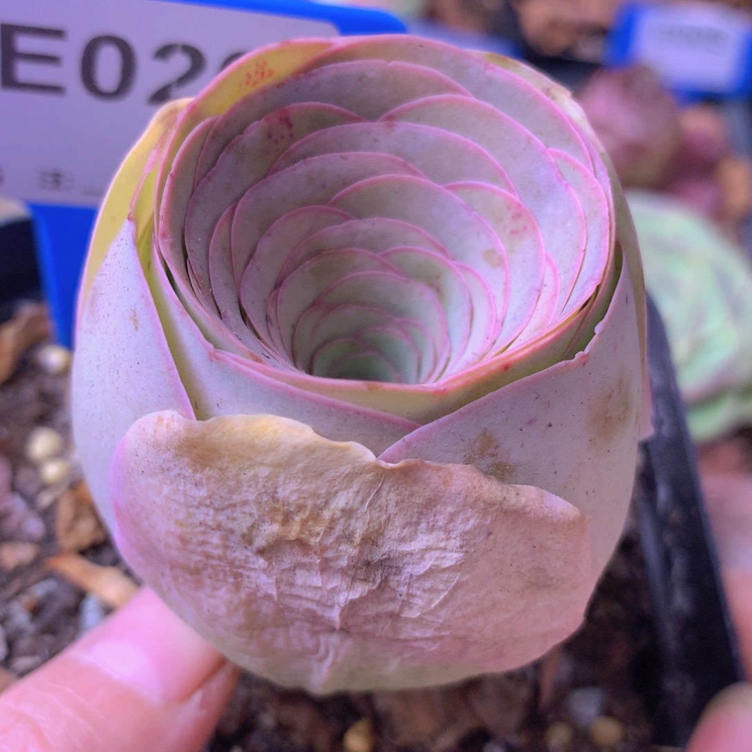 一物一拍星辰福利020
