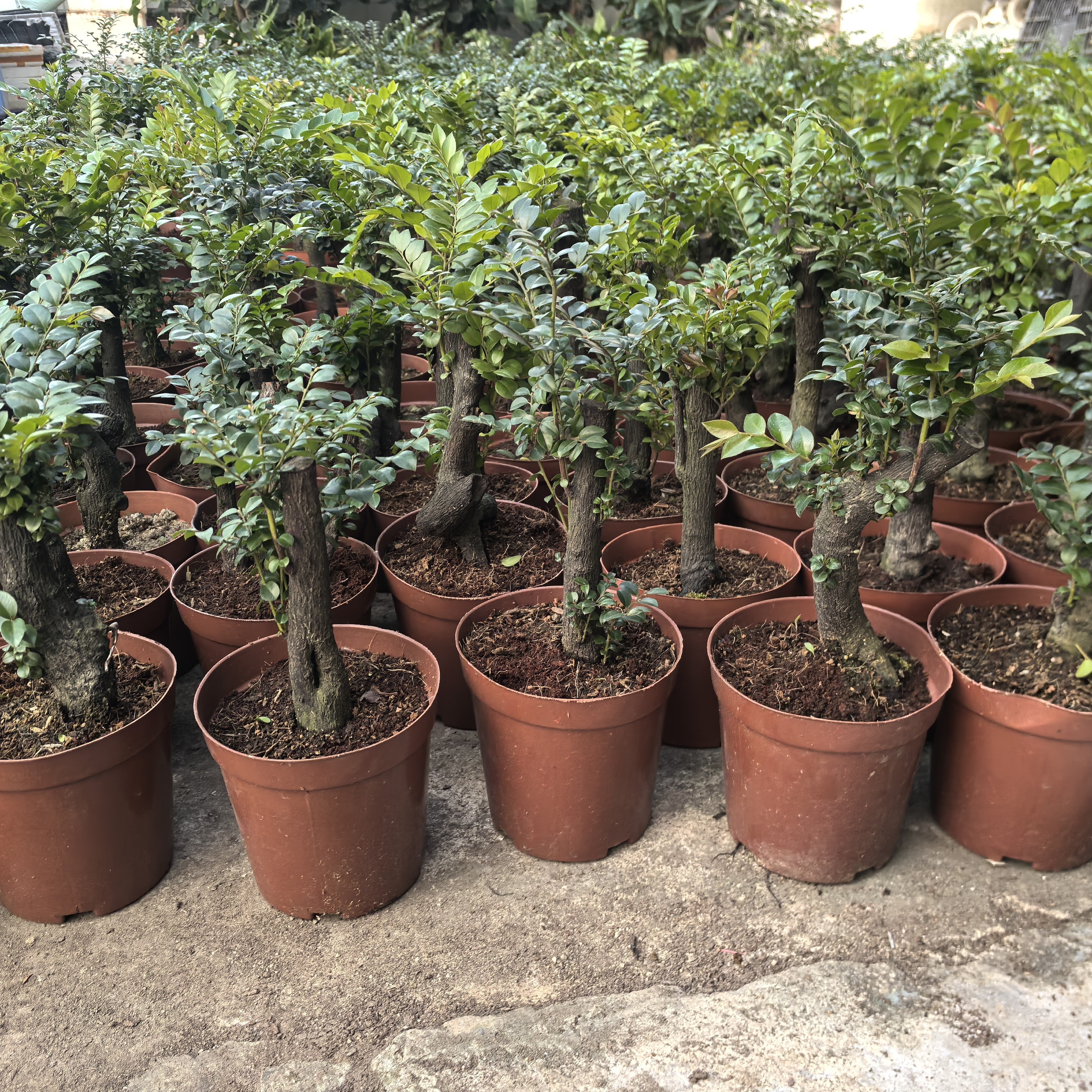 粗壮老桩小叶紫檀黑骨茶室内绿植盆栽四季常青好养活 花农直批