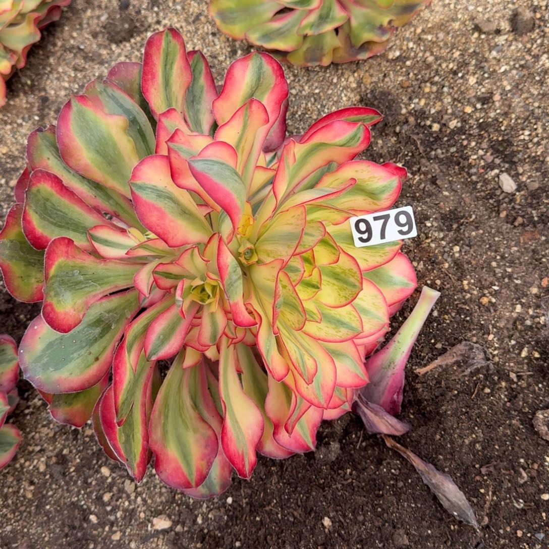 979多肉植物爱丽丝