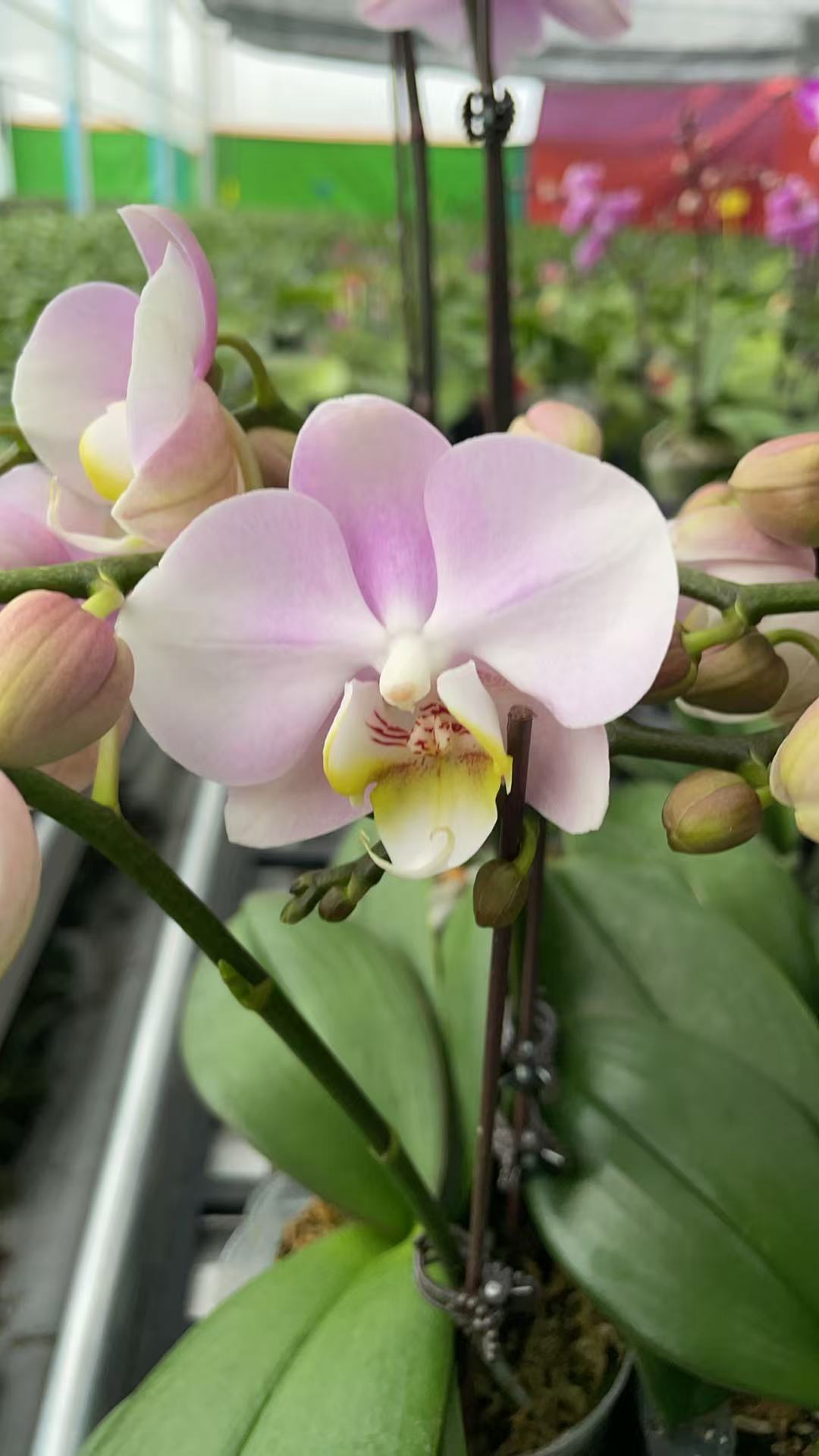 【天使】～蝴蝶兰网红糖果色好养活趣味花剑花苞客厅客内观赏