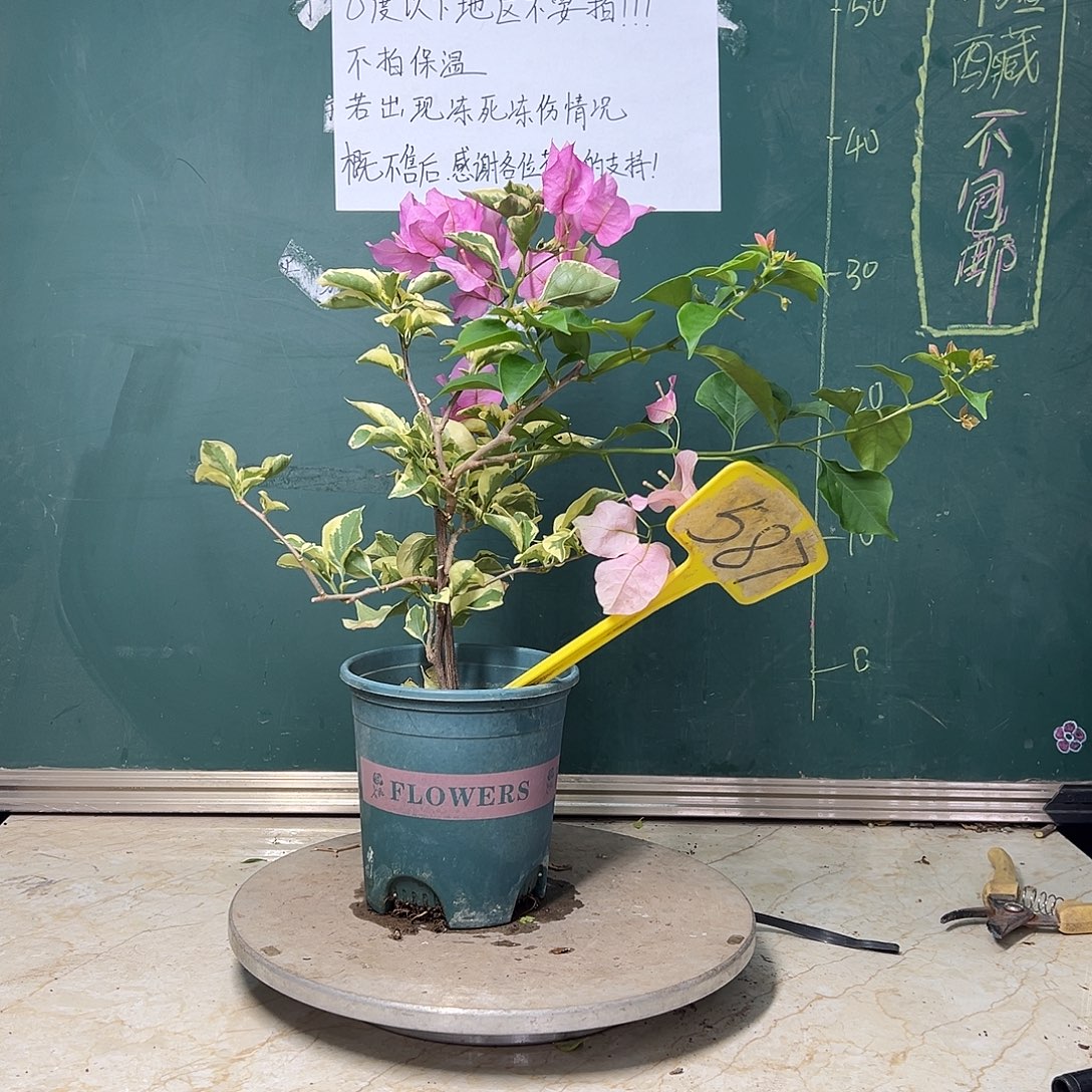 完全开放中国丽人拼中国丽人雪美人同株 587