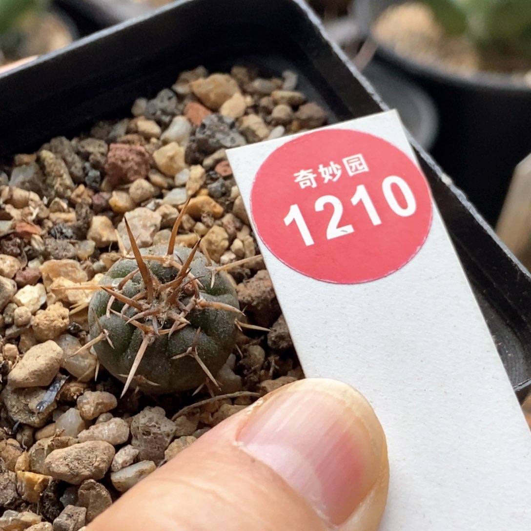 实生豪刺守金摩天龙一颗仙人球