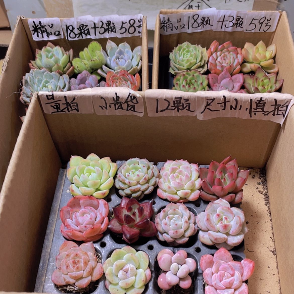 【闪购商品】【量拍】12颗小贵货约2-3厘米