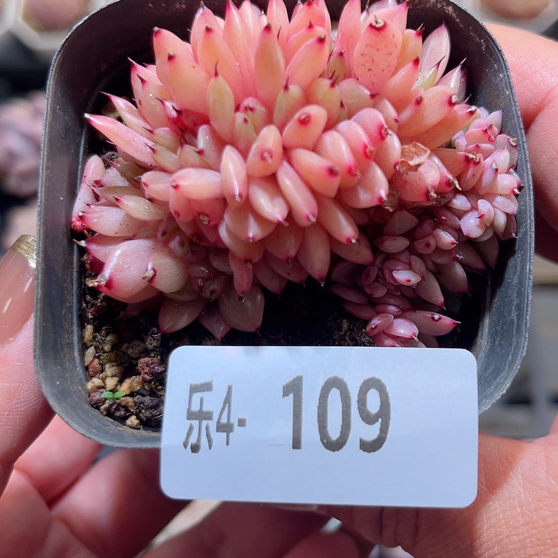 乐4-109新品缀化