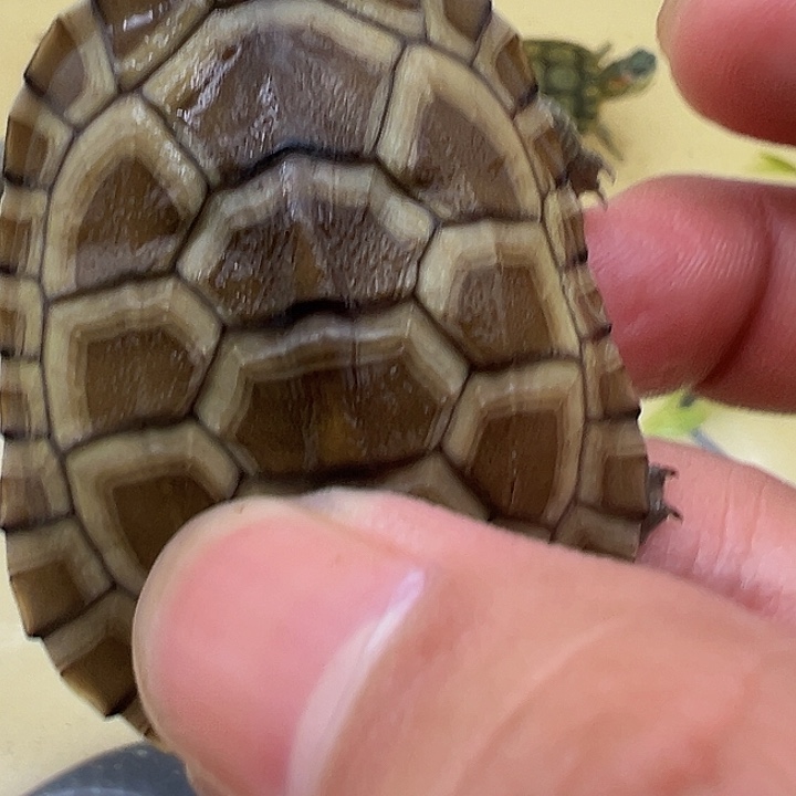 绿毛龟母巴西龟11111