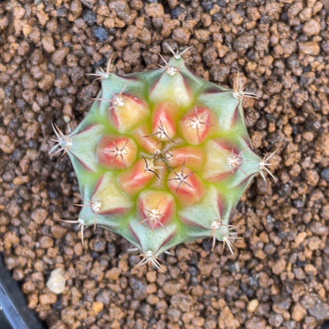 当前无花朵，栽培后可花朵粉红派