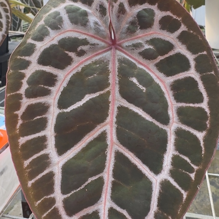 完全开放7号粉柠檬紫