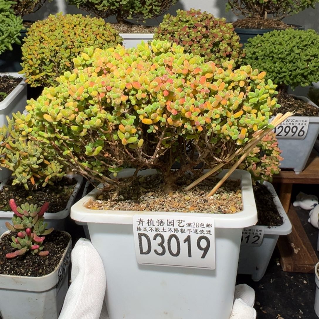 D3019蜜桔糖球枝干