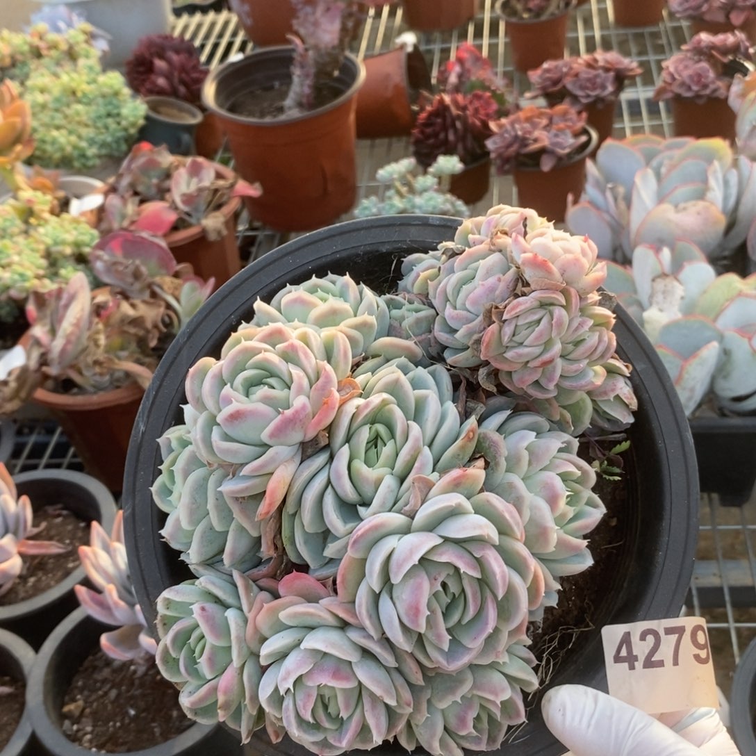 4279西娜缀一物一拍