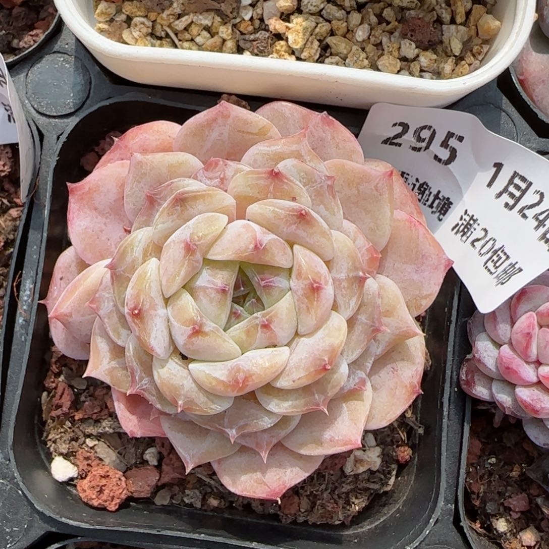 花语逸境0124-295