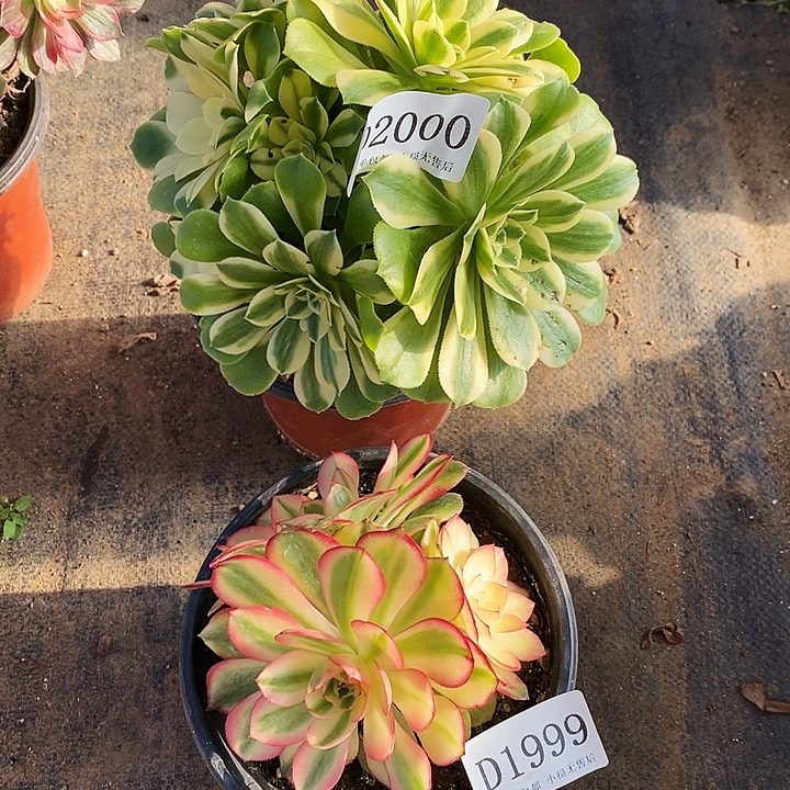 1999、2000辛尼亚母本荔枝多肉2颗无售后