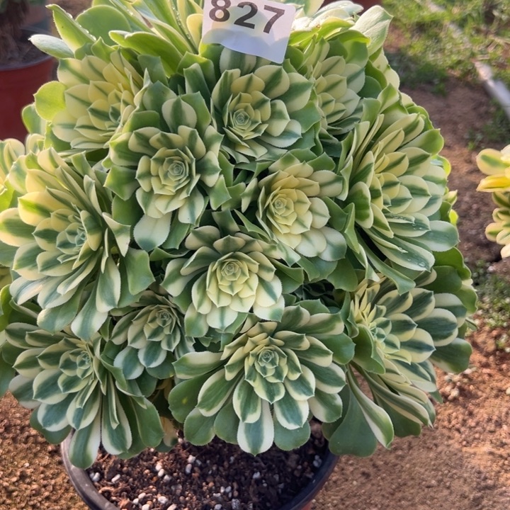 827辛尼亚多肉植物花花