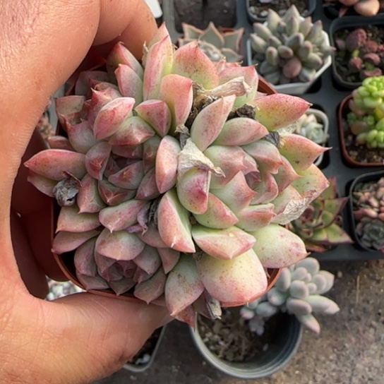 359桃熏多肉植物多