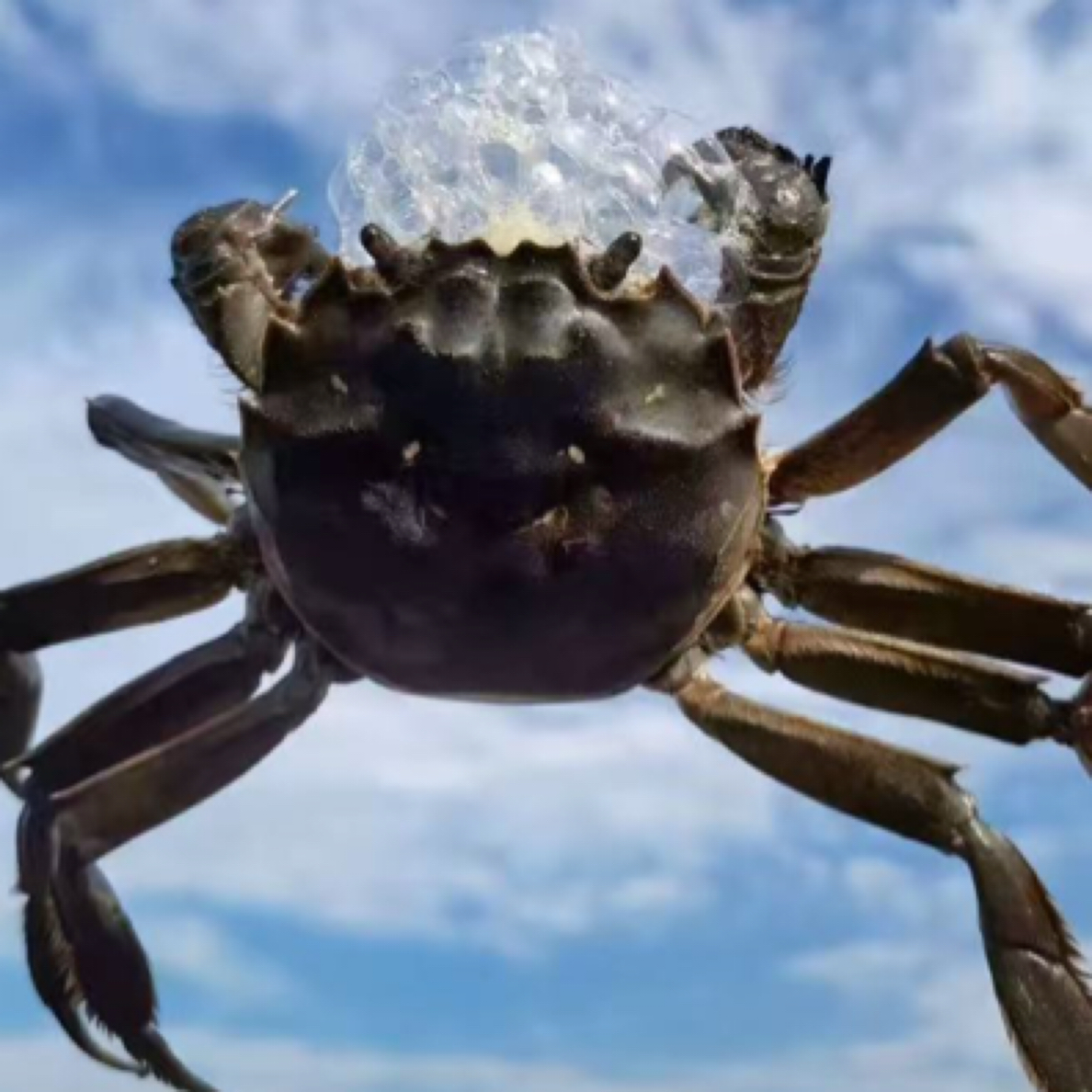 添好运公蟹3斤装