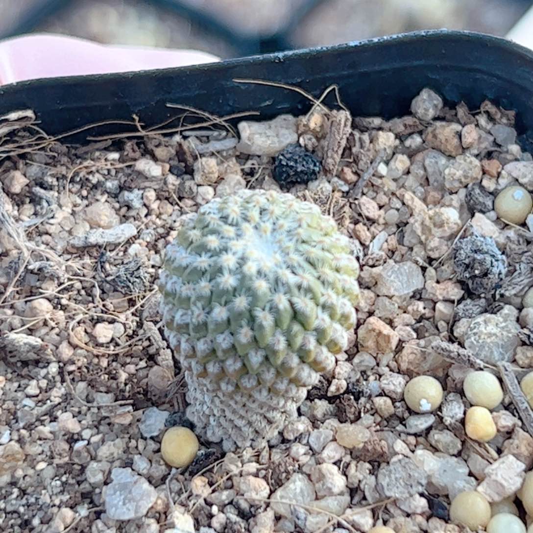 实生 银牡丹仙人球