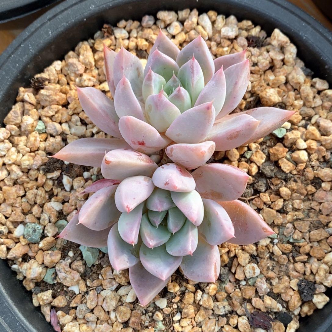 精品多肉一物一拍不包整16