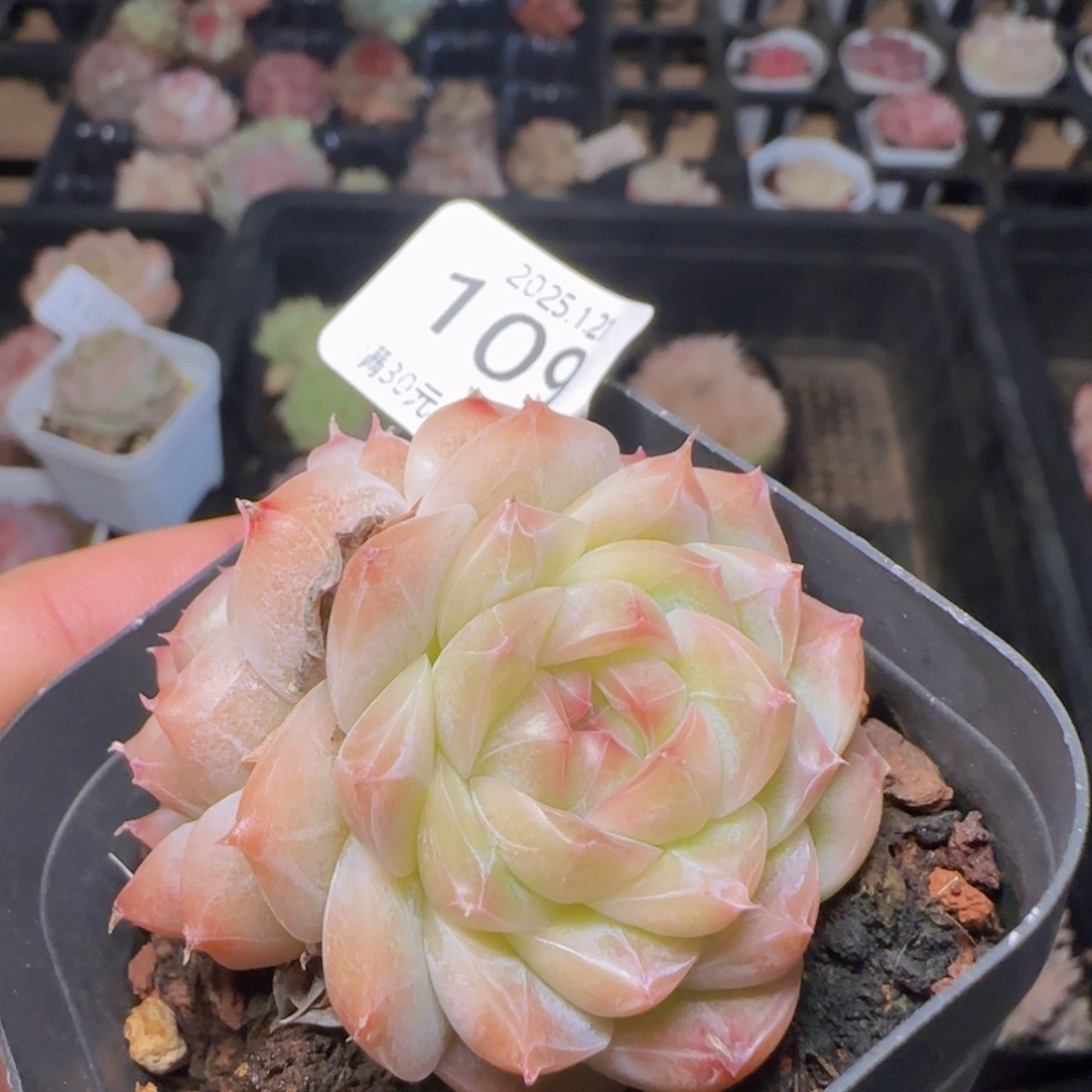 水果糖双头一颗脱土