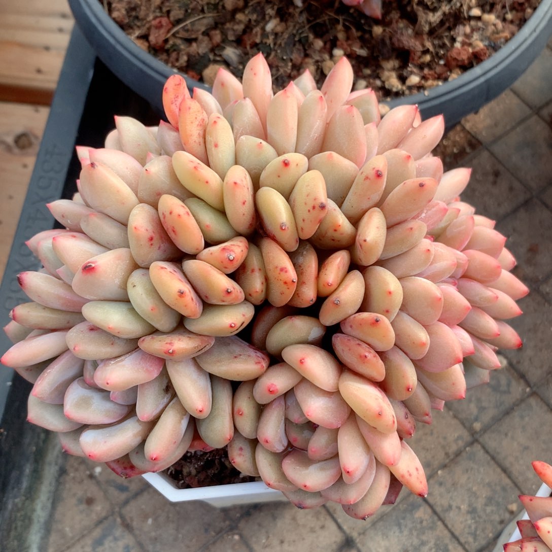 多肉植物一物一拍