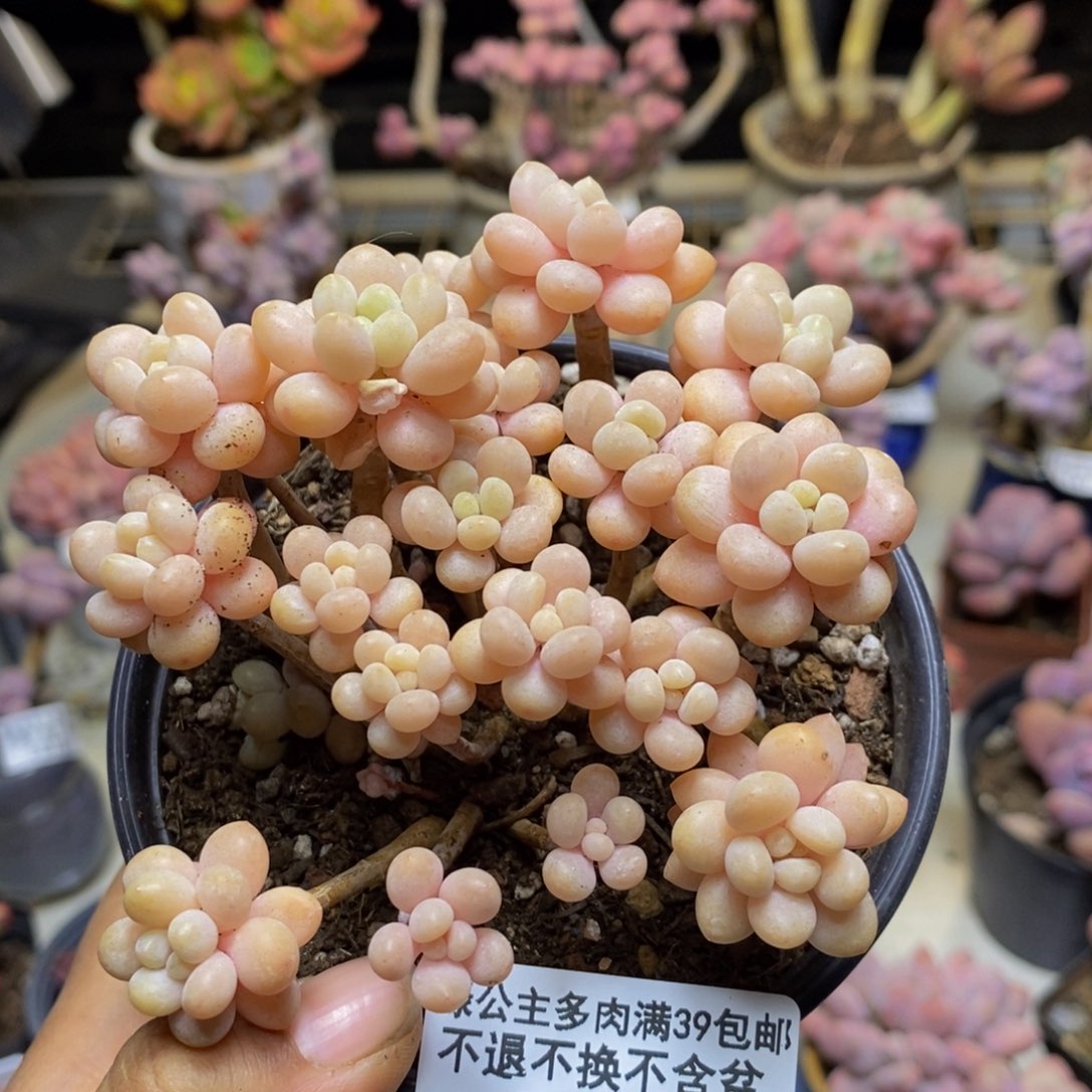 218鱼子酱多肉7c m