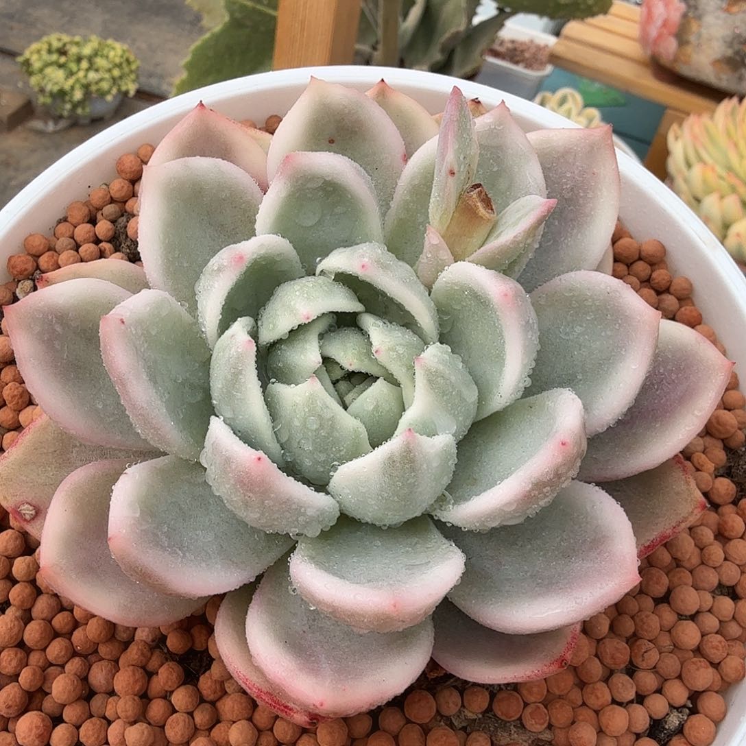 香槟锦，多肉植物