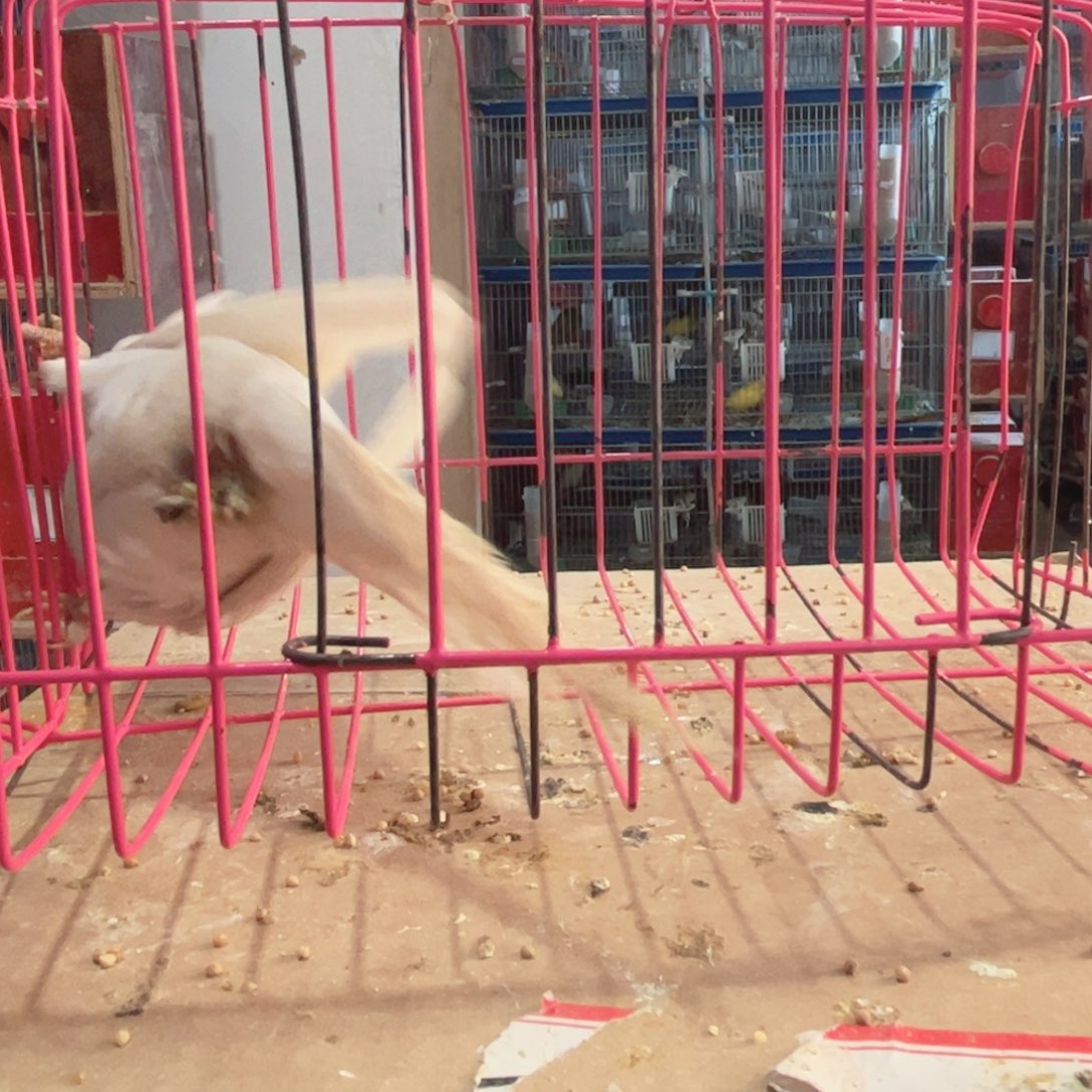 虎皮鹦鹉我的小姐姐