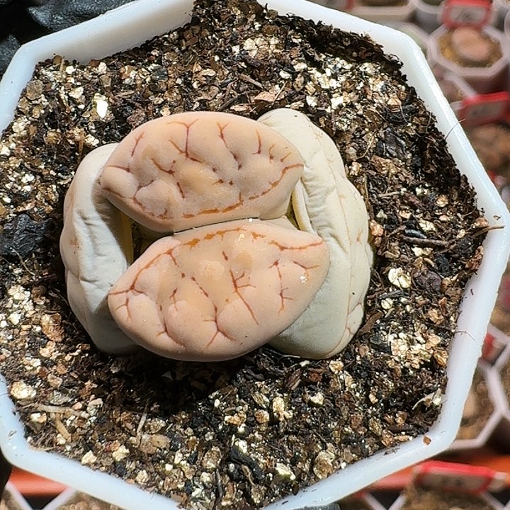 生石花12555。 232