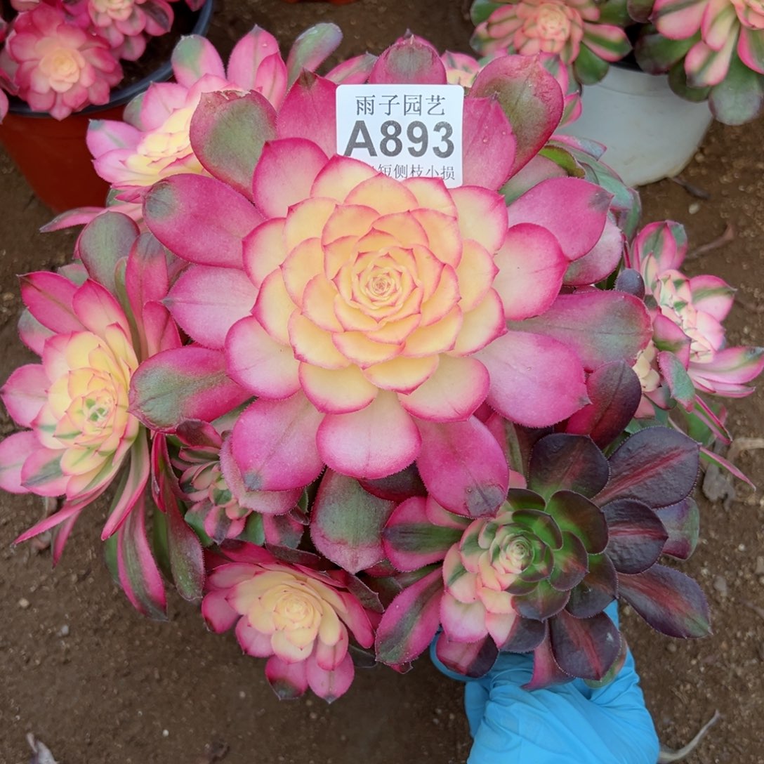 893荔枝尺寸28左右