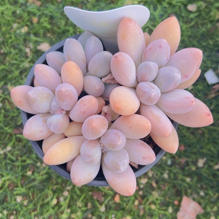 健健康康平平安安