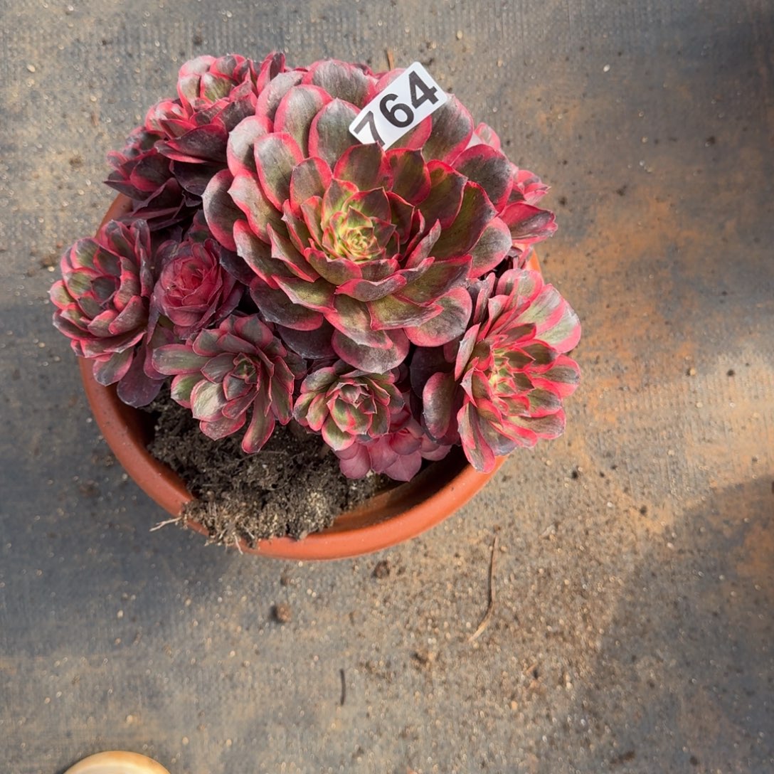 764多肉植物魅金锦有断枝特价